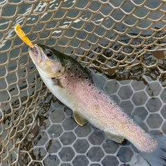 ブラウントラウトの釣果