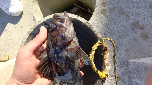 クロソイの釣果