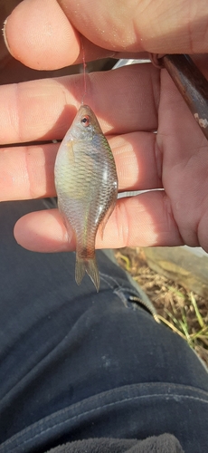 タイリクバラタナゴの釣果