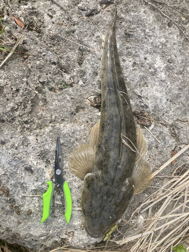 ミナミマゴチの釣果