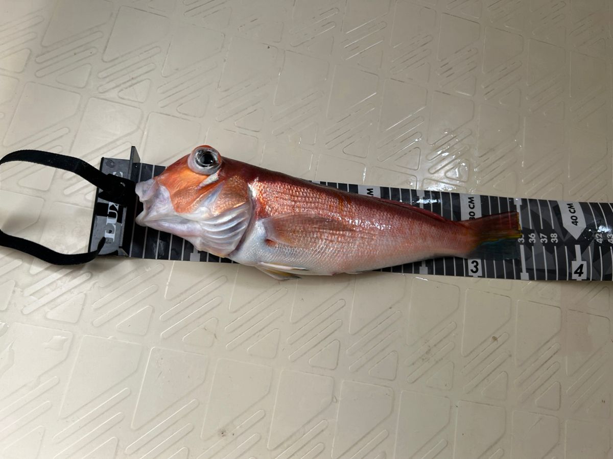 AMFさんの釣果 3枚目の画像