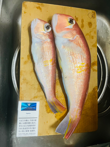 アマダイの釣果