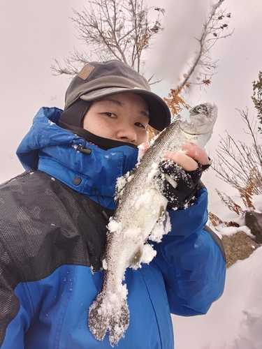 ニジマスの釣果