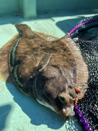 マコガレイの釣果