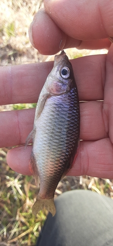 ヤリタナゴの釣果