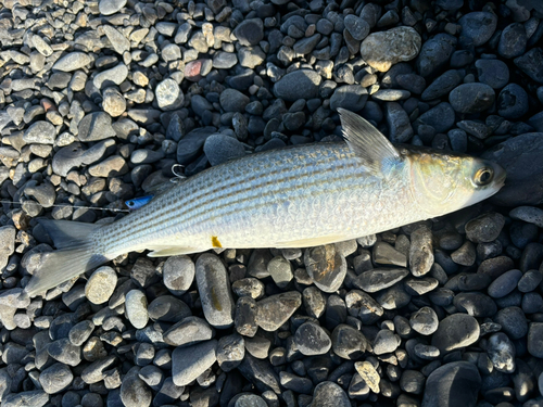 ボラの釣果