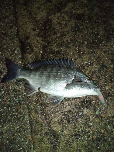 チヌの釣果