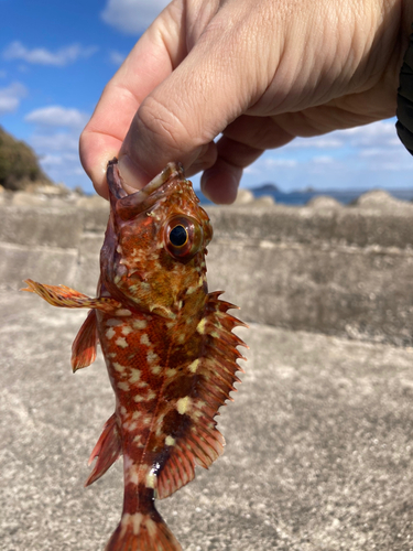 アラカブの釣果