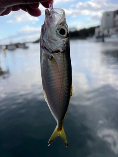 メアジの釣果