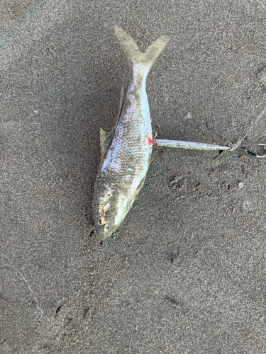 コノシロの釣果