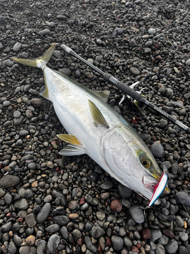 メジロの釣果