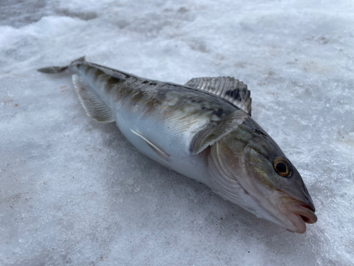 ホッケの釣果