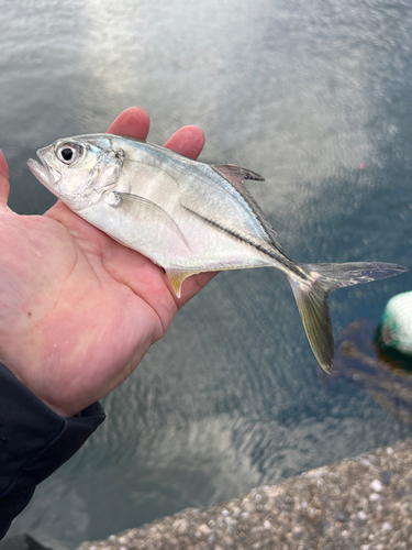 オニヒラアジの釣果