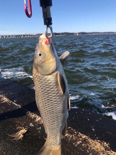 コイの釣果