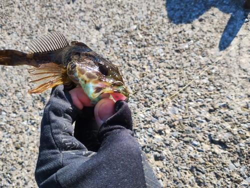 アナハゼの釣果