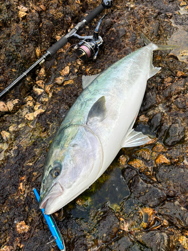 ブリの釣果