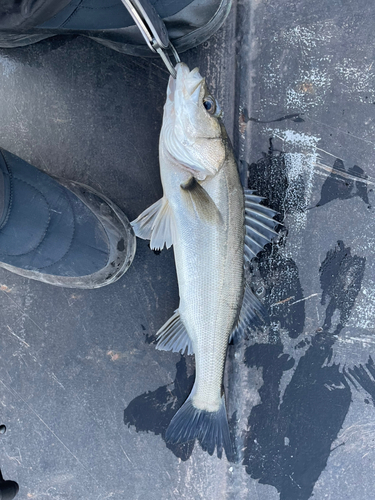 フッコ（マルスズキ）の釣果