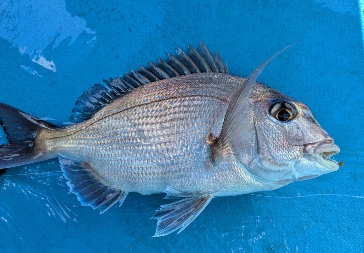 釣りバカじいさんさんの釣果 1枚目の画像