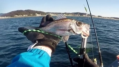 シロムツの釣果