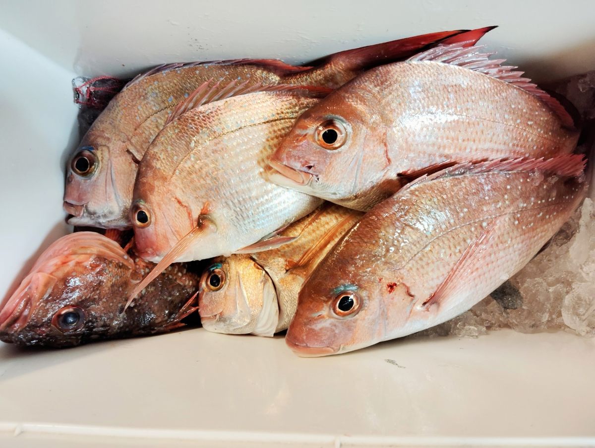 えびしんさんの釣果 1枚目の画像