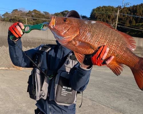 マングローブジャックの釣果