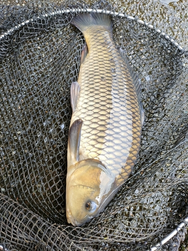 コイの釣果