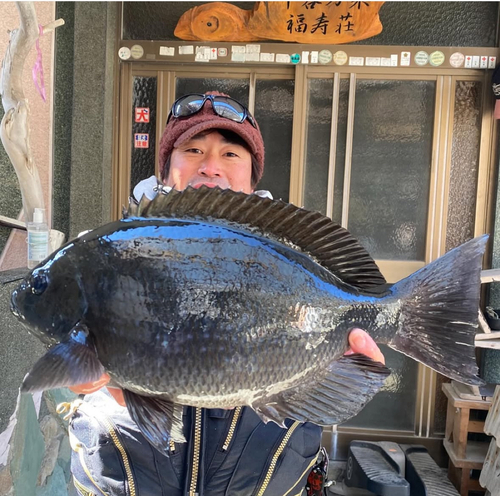 メジナの釣果