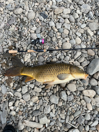 コイの釣果