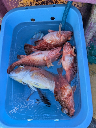 アカアマダイの釣果