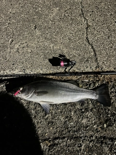 ヒラスズキの釣果