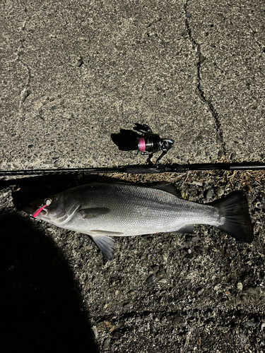 ヒラスズキの釣果