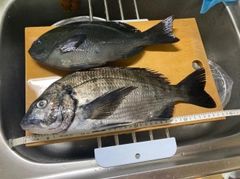 クロダイの釣果