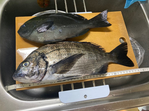 クロダイの釣果