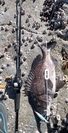 チヌの釣果