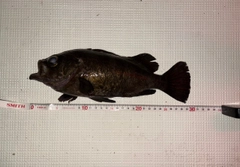 クロメバルの釣果