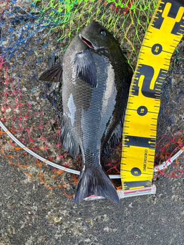 メジナの釣果