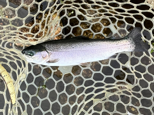 ニジマスの釣果