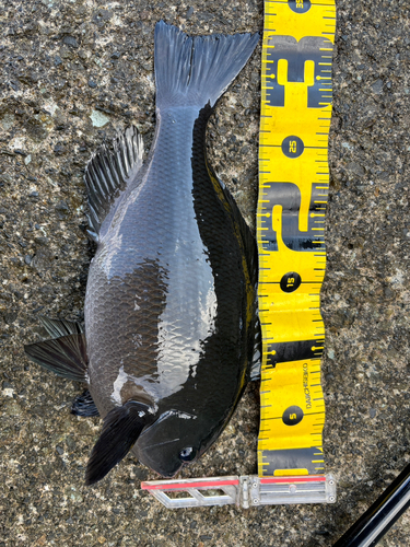 メジナの釣果