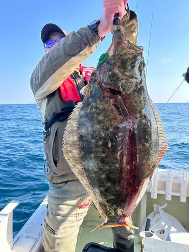 ヒラメの釣果