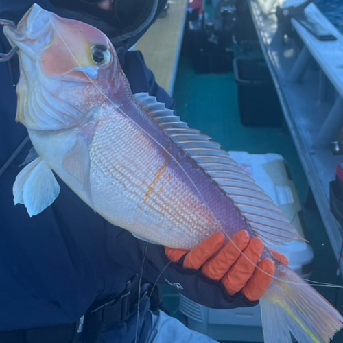 アマダイの釣果