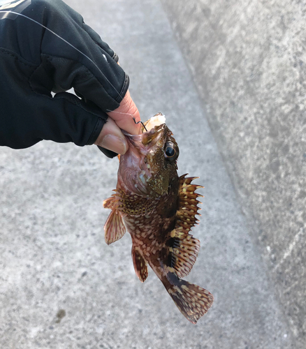 カサゴの釣果