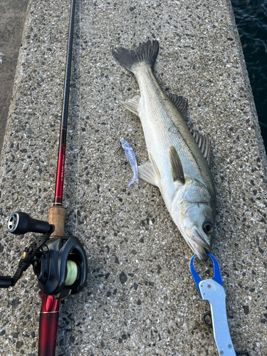 シーバスの釣果