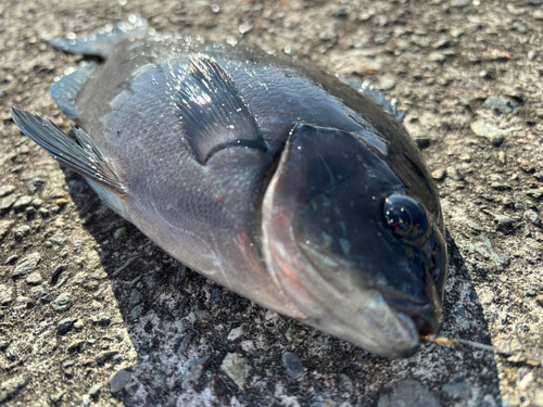 オナガグレの釣果