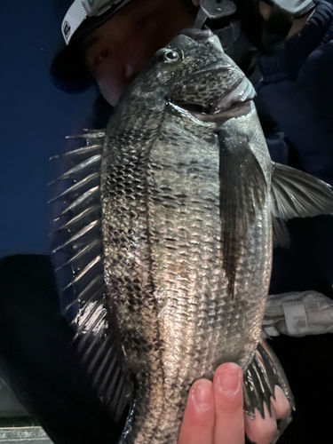 クロダイの釣果