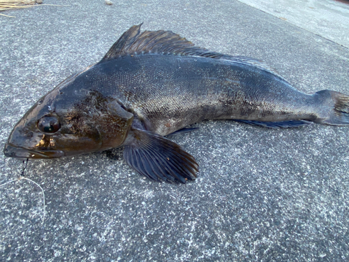 アイナメの釣果