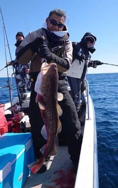 マダラの釣果