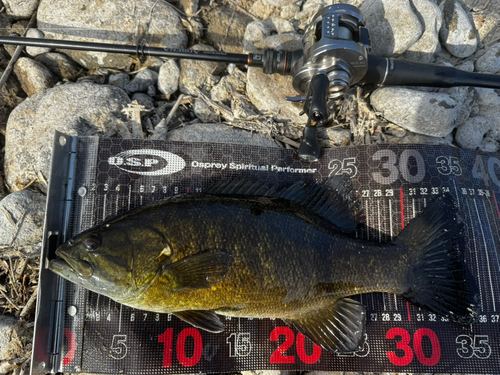 スモールマウスバスの釣果