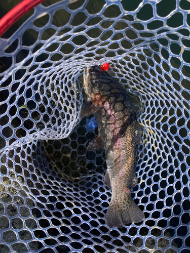 ニジマスの釣果