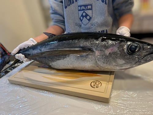 ビンチョウマグロの釣果