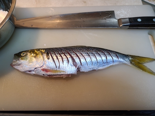 コノシロの釣果